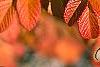 Rosa rugosa, fall color