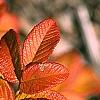 Rosa rugosa, fall color