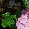 Rosa rugosa 'Fru Dagmar Hastrup', flowers