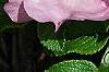 Rosa rugosa 'Fru Dagmar Hastrup', flowers