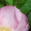 Rosa rugosa 'Fru Dagmar Hastrup', flowers