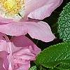 Rosa rugosa 'Fru Dagmar Hastrup', flowers