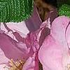 Rosa rugosa 'Fru Dagmar Hastrup', flowers