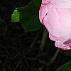 Rosa rugosa 'Fru Dagmar Hastrup', flowers