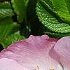 Rosa rugosa 'Fru Dagmar Hastrup', flowers