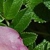Rosa rugosa 'Fru Dagmar Hastrup', flowers