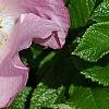 Rosa rugosa 'Fru Dagmar Hastrup', flowers