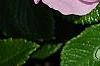 Rosa rugosa 'Fru Dagmar Hastrup', flowers