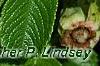 Rosa rugosa 'Fru Dagmar Hastrup', flowers