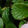 Rosa rugosa 'Fru Dagmar Hastrup', flowers