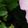 Rosa rugosa 'Fru Dagmar Hastrup', flowers