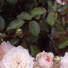 Rosa 'Sea Foam', flowers