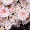 Rosa 'Sea Foam', flowers
