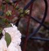 Rosa 'Sea Foam', flowers
