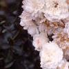 Rosa 'Sea Foam', flowers
