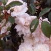 Rosa 'Sea Foam', flowers