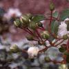 Rosa 'Sea Foam', flowers
