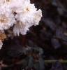 Rosa 'Sea Foam', flowers