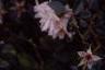 Rosa 'Sea Foam', flowers