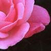 Rosa 'Simplicity', flowers
