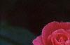 Rosa 'Simplicity', flowers