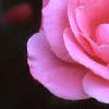Rosa 'Simplicity', flowers