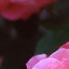 Rosa 'Simplicity', flowers