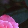 Rosa 'Simplicity', flowers