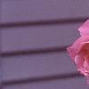Rosa 'Simplicity', flowers