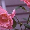 Rosa 'Simplicity', flowers