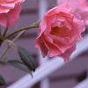 Rosa 'Simplicity', flowers