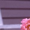 Rosa 'Simplicity', flowers