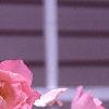 Rosa 'Simplicity', flowers