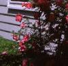 Rosa 'William Baffin', habit
