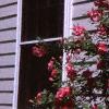Rosa 'William Baffin', habit