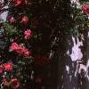 Rosa 'William Baffin', habit