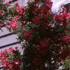 Rosa 'William Baffin', habit