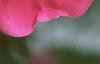 Rosa 'William Baffin', flowers