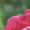 Rosa 'William Baffin', flowers