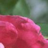 Rosa 'William Baffin', flowers