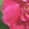 Rosa 'William Baffin', flowers