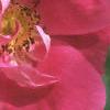 Rosa 'William Baffin', flowers
