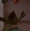 Rosa 'William Baffin', flowers