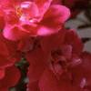Rosa 'William Baffin', flowers