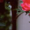 Rosa 'William Baffin', flowers