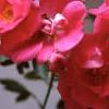 Rosa 'William Baffin', flowers