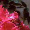 Rosa 'William Baffin', flowers
