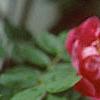 Rosa 'William Baffin', flowers