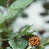 Rosa 'William Baffin', flowers