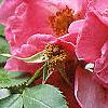 Rosa 'William Baffin', flowers